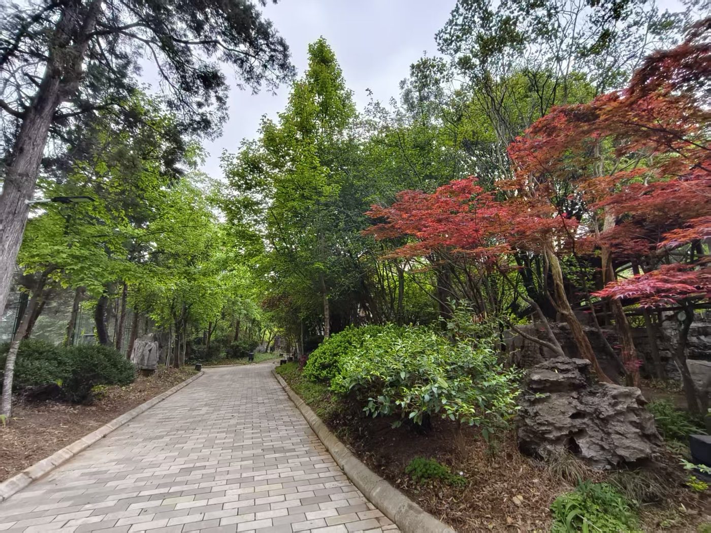 云南曲靖师宗基地园林步道，树荫与天空